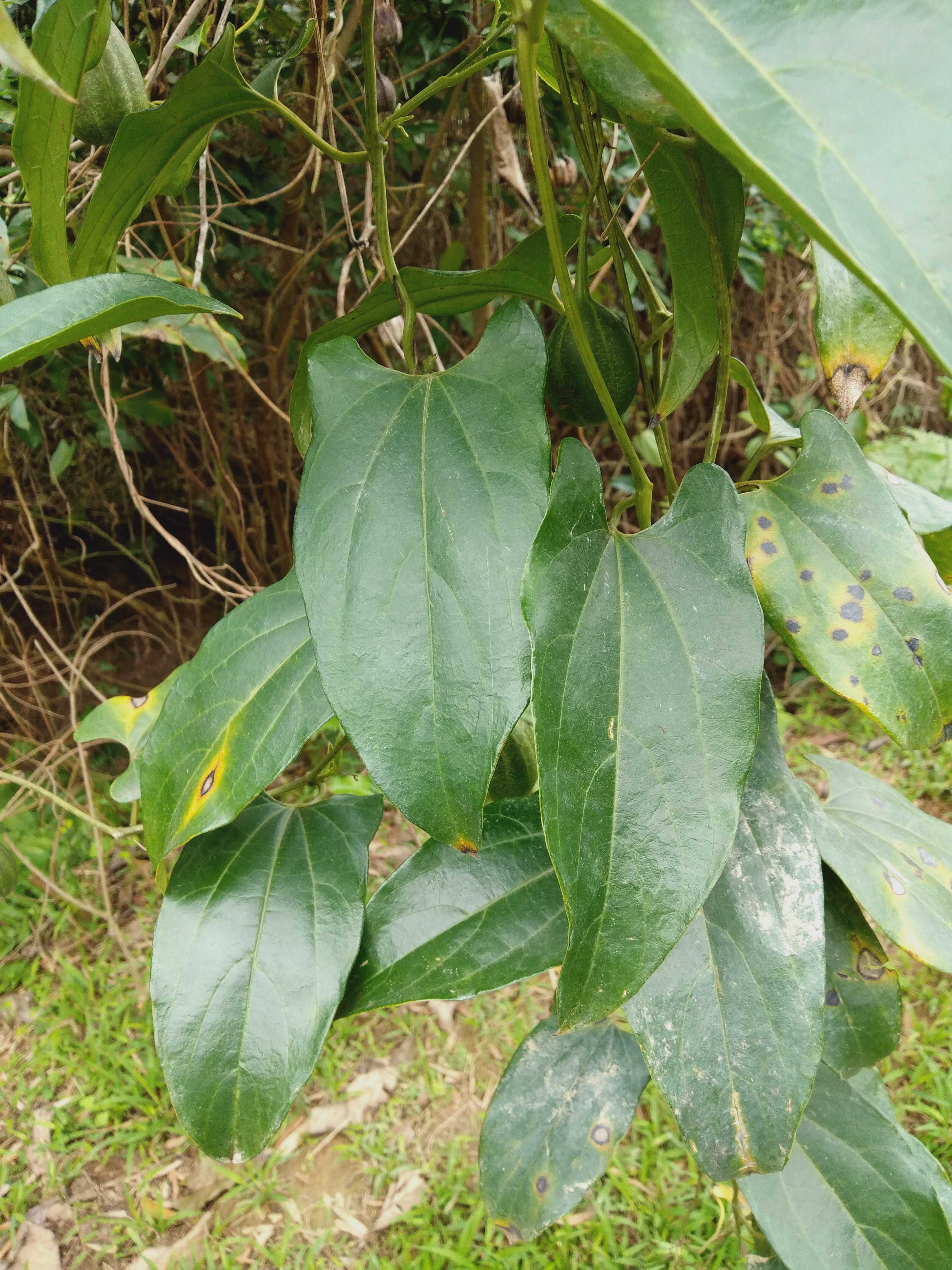 马兜铃药材种苗种子新鲜全草观赏药用盆栽花卉园林绿化苗木广东