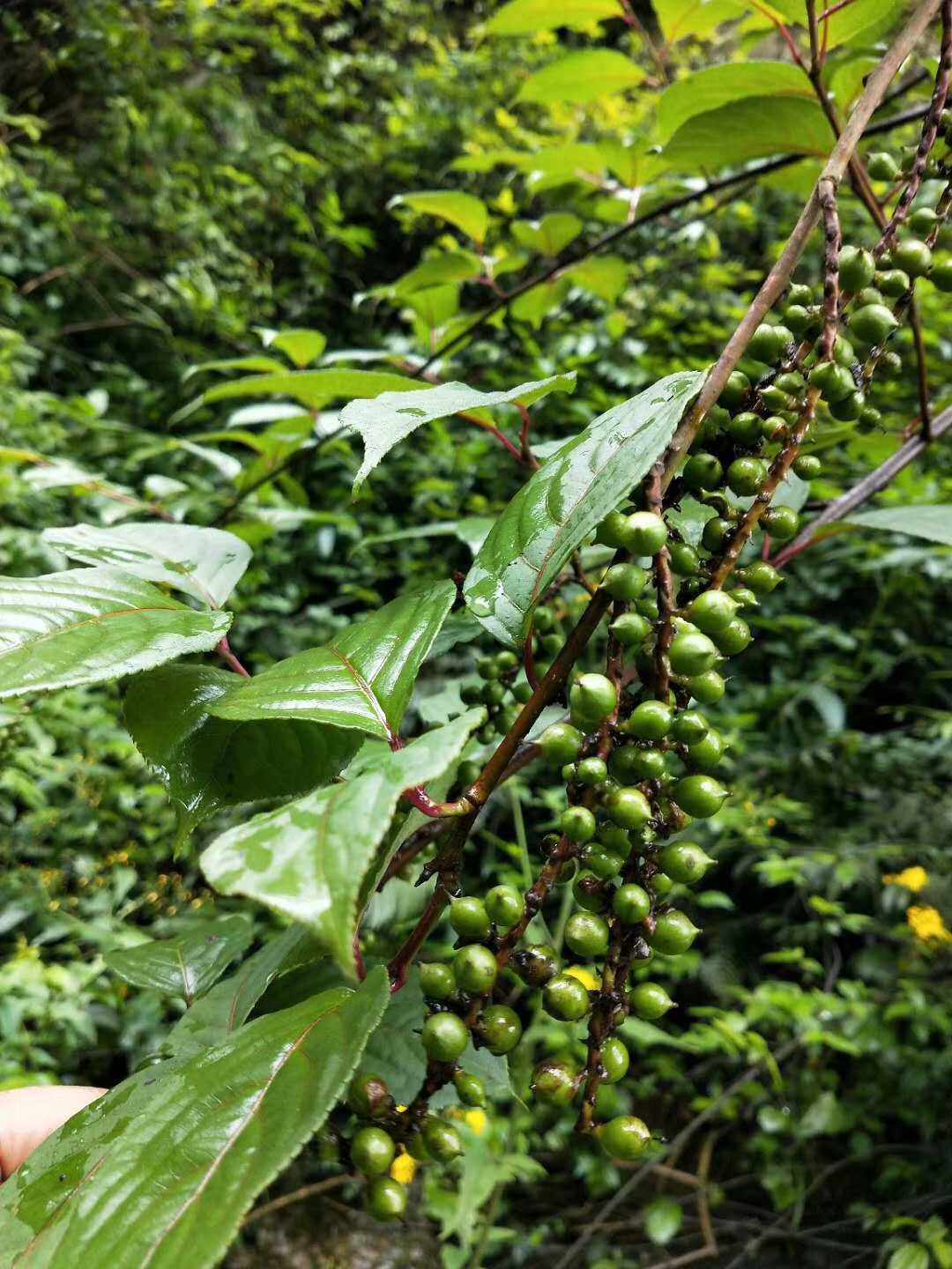 一折草本花卉种子_中国旌节花通草西域云南观赏药用盆栽花卉药材种苗