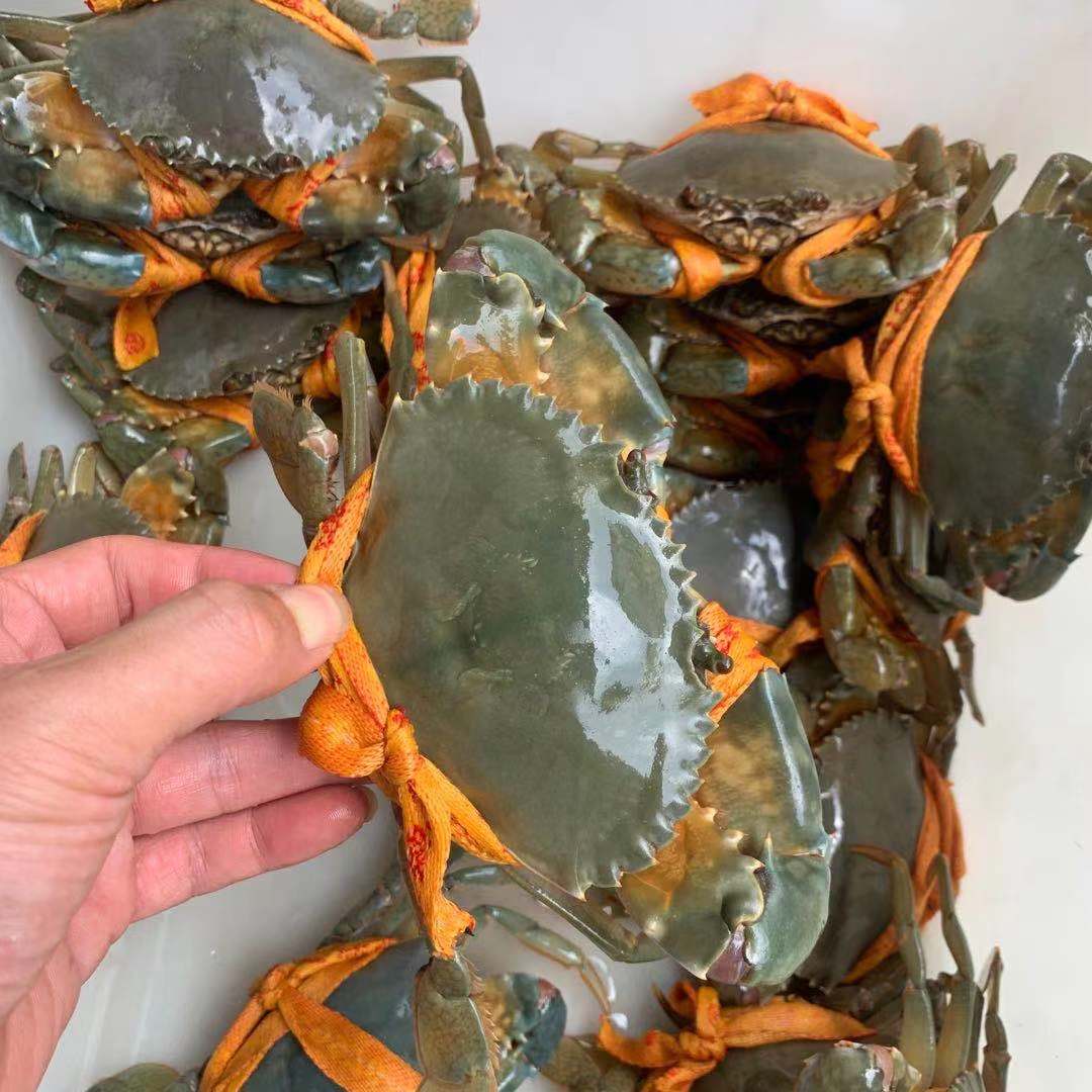 正宗三门青蟹海蟹食用海鲜鲜活水产螃蟹公母随机1份2斤56只包邮