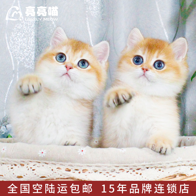 赛级金渐层英国短毛猫活体宠物纯种英短猫幼猫小猫猫家养繁殖y