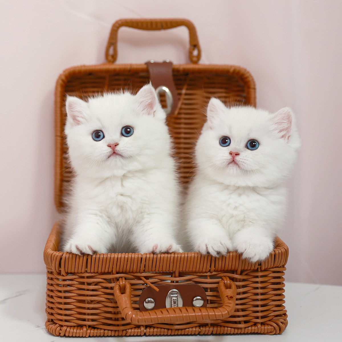 银点渐层幼崽活体纯种宠物猫舍猫咪曼基康矮脚猫幼猫赛级血统活物