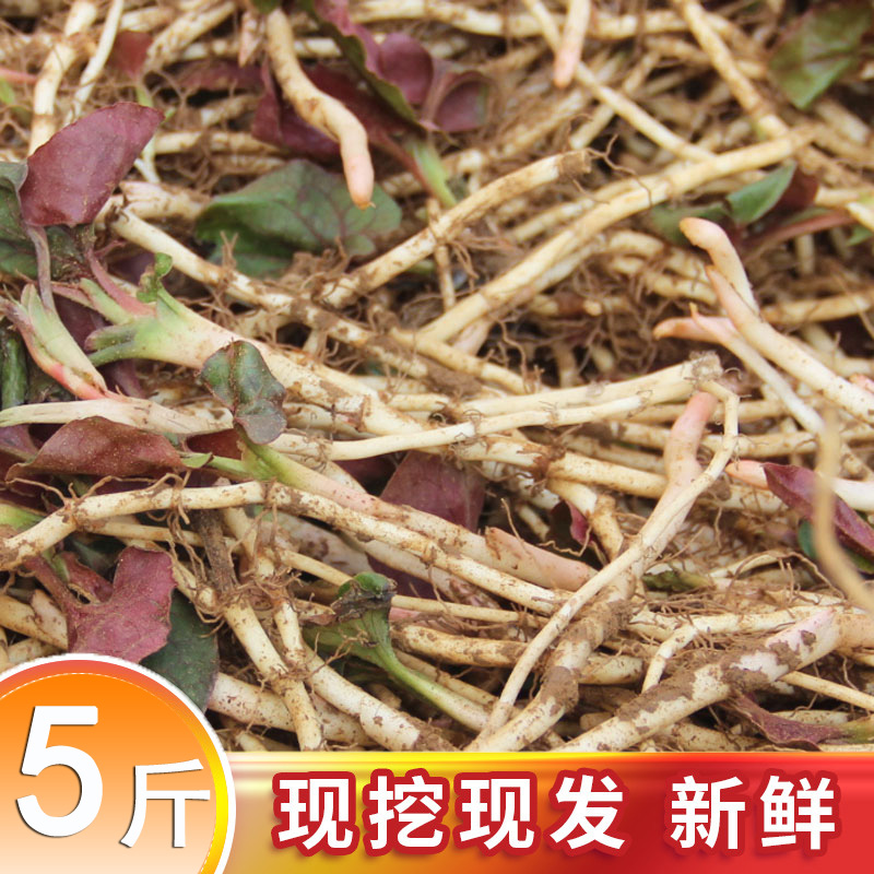根鱼腥草新鲜折耳根凉拌鱼心草芽折儿根野生节节草贵州特产