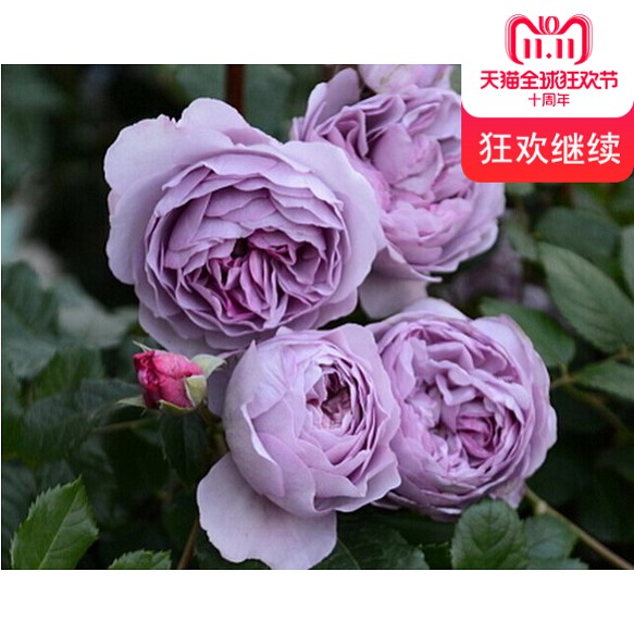 月季/玫瑰:薰衣草花环(Lavender Bouquet)营养杯苗。包邮。在类目 鲜花速递/花卉仿真/绿植园艺, 花卉/绿植盆栽(新), 花卉中 - 来自Buy2taobao.com提供专业的淘宝代购服务