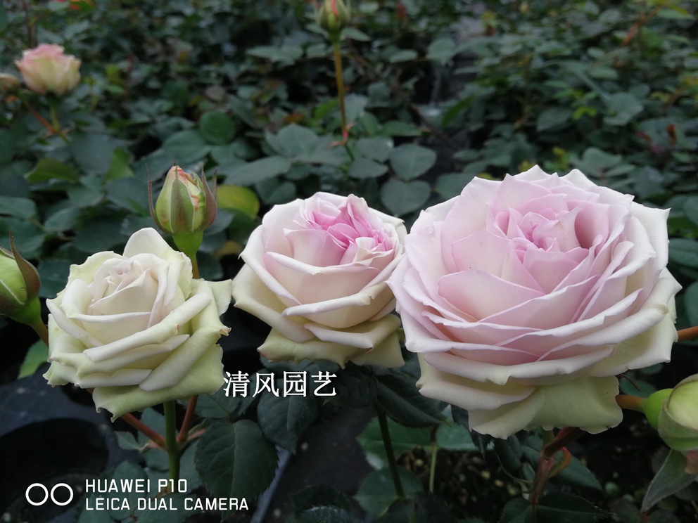 rain silver 银雨 新品上架经典花卉灌木四季盆栽切花月季玫瑰花苗