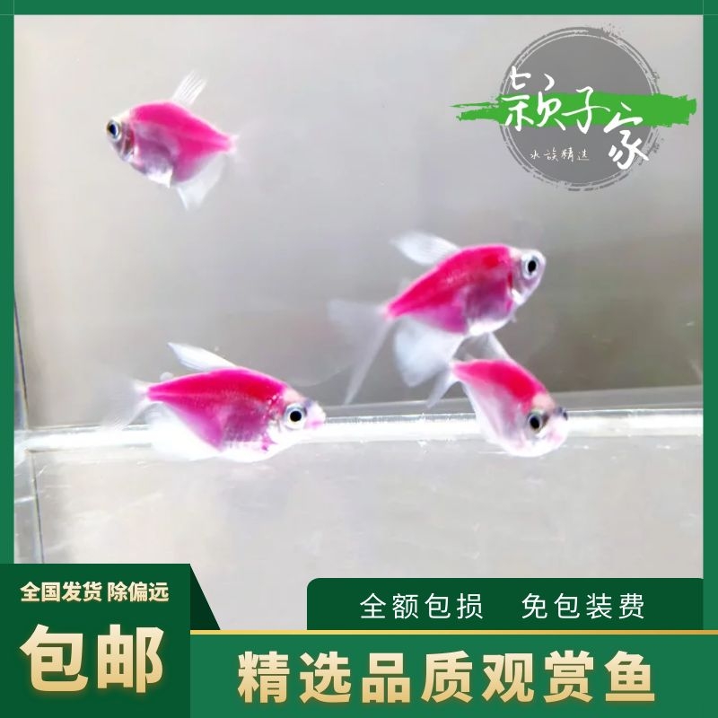 紫艳天使紫衣天使鱼彩旗拉拉热带观赏鱼活体天然鱼