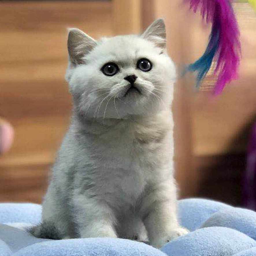萌猫宠物_大魏小铺-超萌猫 英短银渐层立耳 毛尖色浅白猫 宠物小猫咪