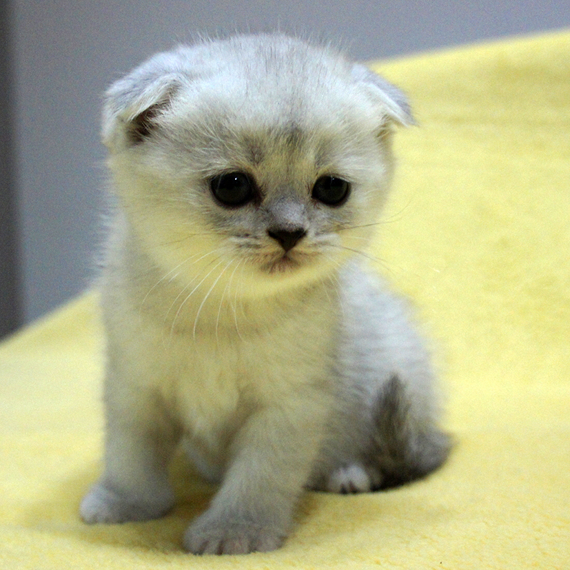 苏格兰折耳猫 英短 银渐层 宠物猫 短毛猫 个人繁育 折耳猫