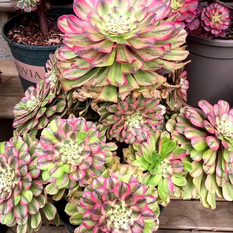 萤火粉黛单头群生量拍法师多肉牧云园艺一棵包邮非偏带盆发货