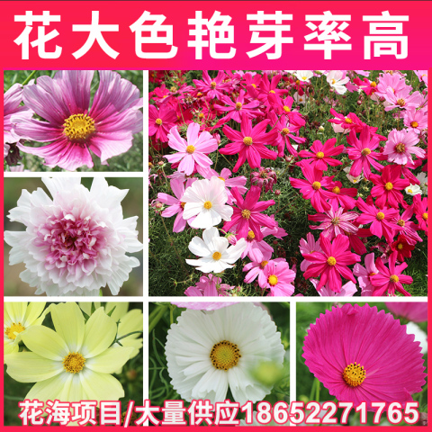 四季种波斯菊种子花海花种籽野花组合格桑花花籽百日草种籽改良品