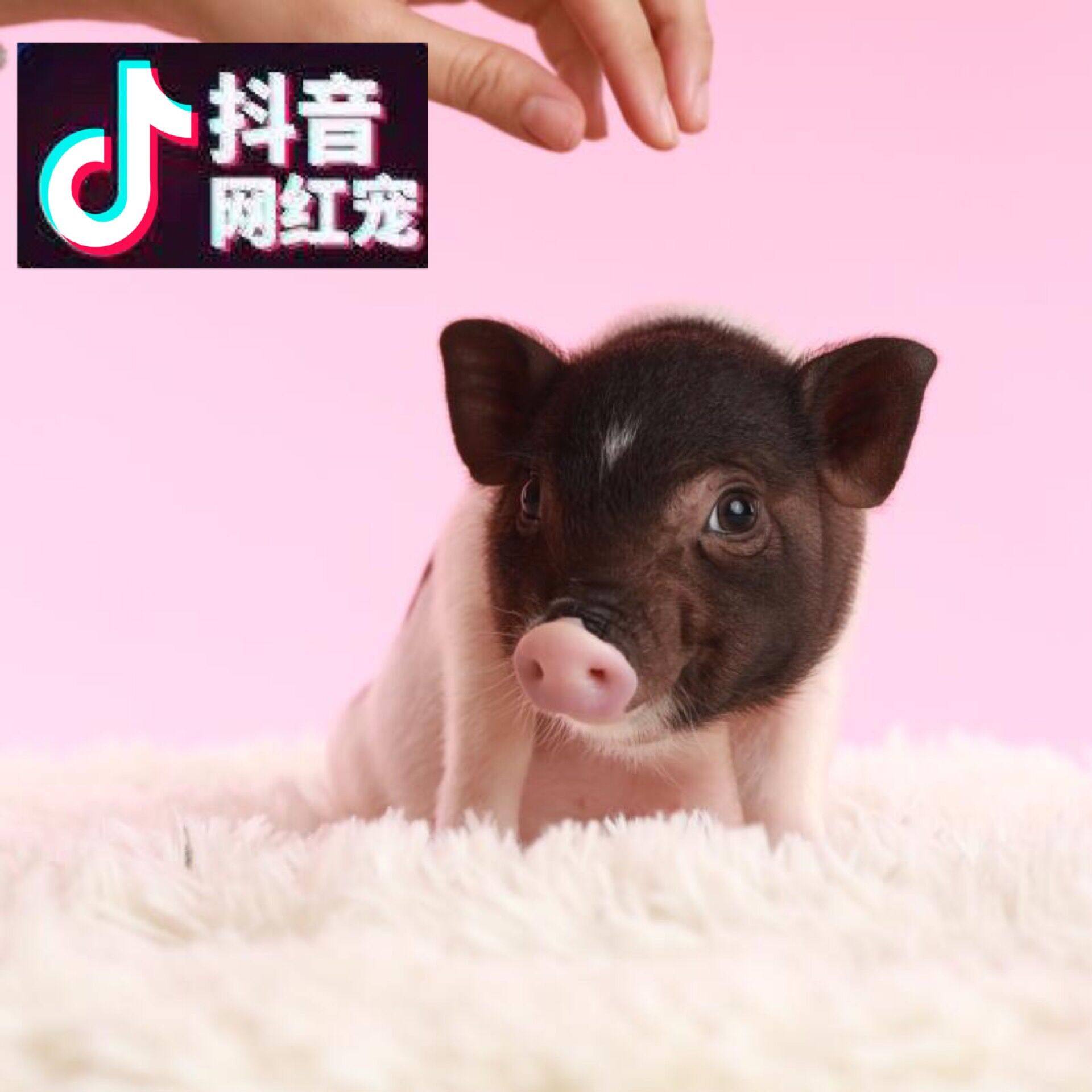 一折小香猪活体_小香猪长不大宠物网红佩琪迷你香猪