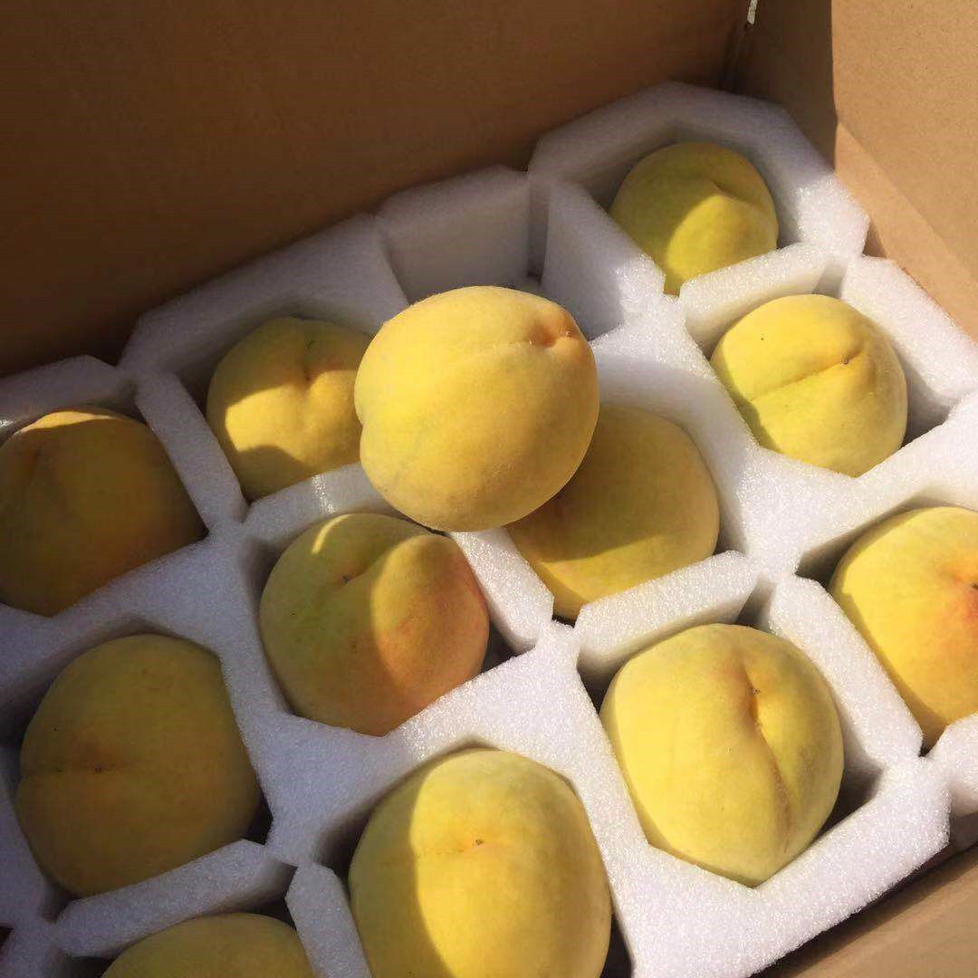 一折黄桃 新鲜水果 10斤