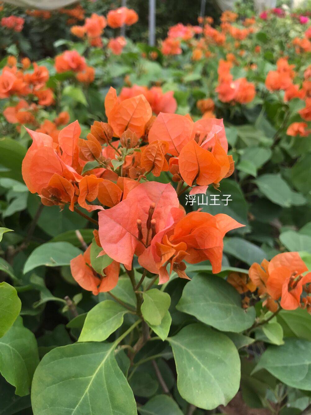 【浮山王子】绿叶橙 橙红三角梅扦插苗 带盆