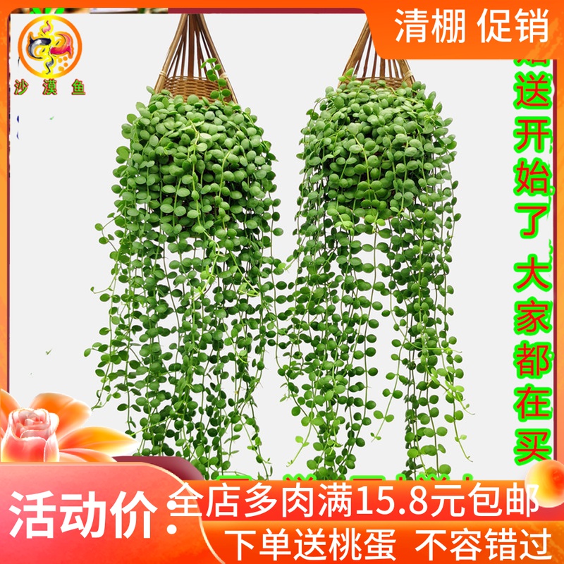 佛珠多肉吊篮  情人泪多肉 紫玄月 旋叶姬星美人 彩虹玉坠 油画多