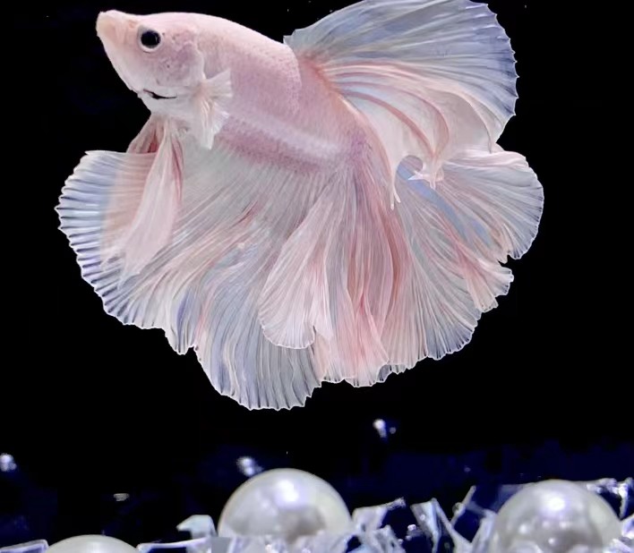 泰国斗鱼婚纱纯白半月公大尾狮王将军观赏鱼活体宠物热带鱼淡水鱼