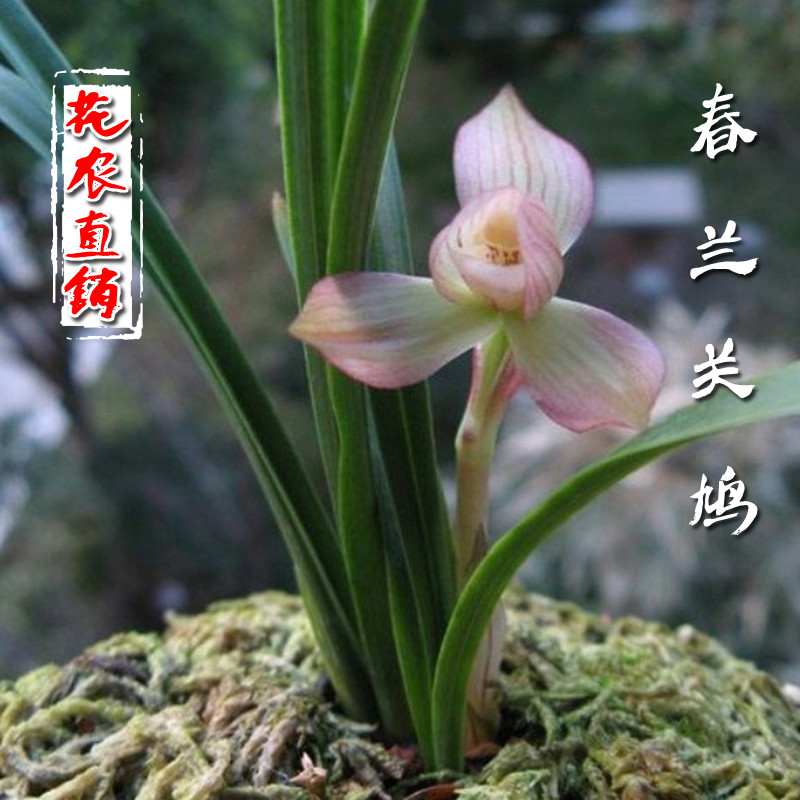 关鸠-特价促销-优惠券领取-价格|多少钱|什么牌子好-35优惠券网站