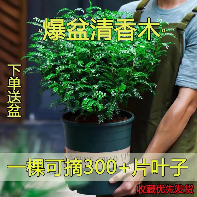 爆盆清香木胡椒木蛋糕西餐饮品烘培甜品装饰点缀新鲜好养植物叶子