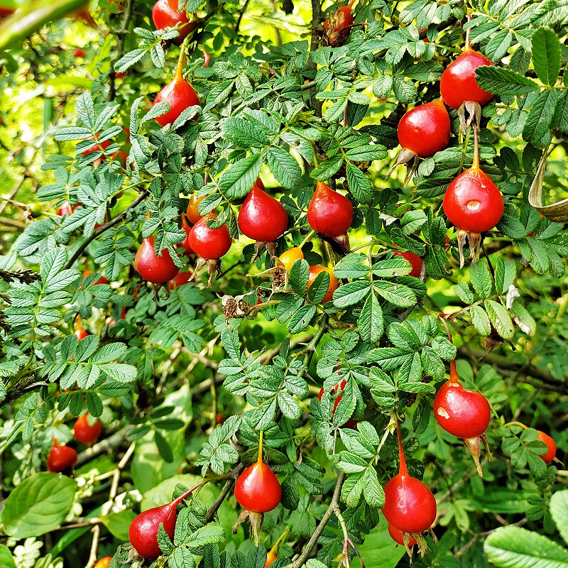 贵州特产新鲜沙糖果刺莓果棱花果刺玫果茶刺玫花野花山刺玫刺木果