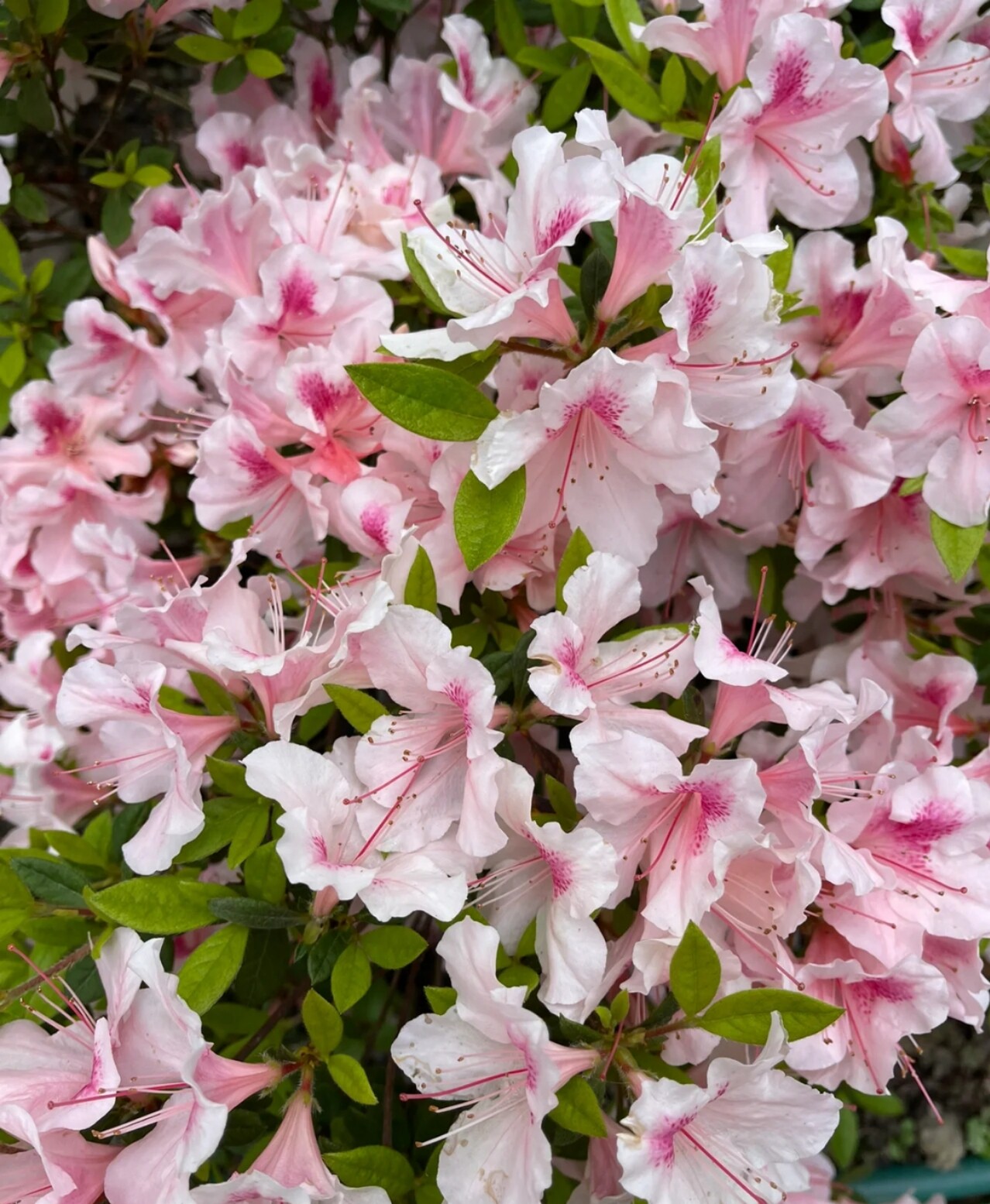 杜鹃谷温泉山庄