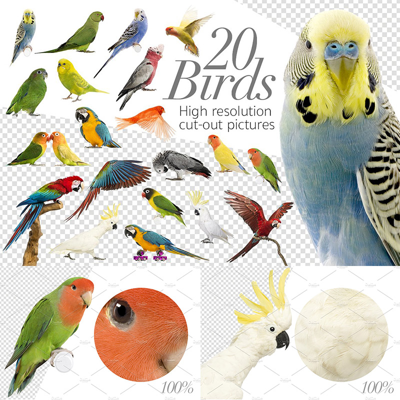 01 animal -20 Colorful Beautiful parrot Birds Bird high definition PNG Design Material PS source materialin the Business affairs/Design Services, Design Services, Design Material/Source Files category - from Buy2taobao.com to provide professional Taobao agent buy service
