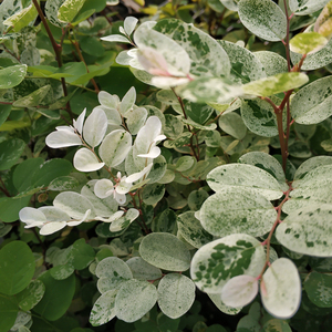 雪花木苗 二列黑面神盆栽绿植绿化植物四季常绿观叶小灌木