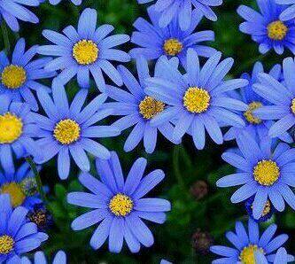 蓝玛花苗盆栽蓝色玛格丽特茼蒿菊植物花卉阳台庭院 耐开 花卉绿植