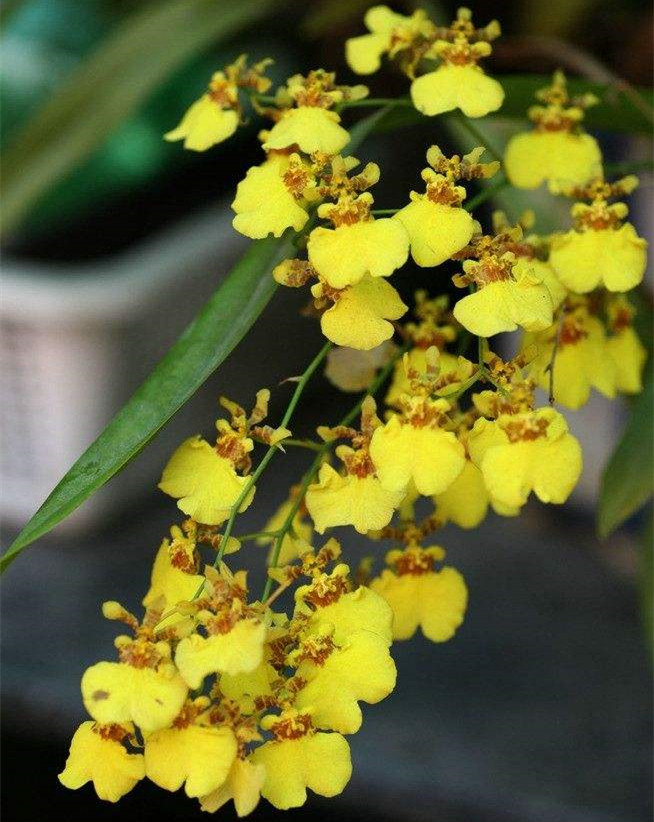 跳舞兰盆栽-特价促销-优惠券领取-价格|多少钱|什么牌子好-35优惠券