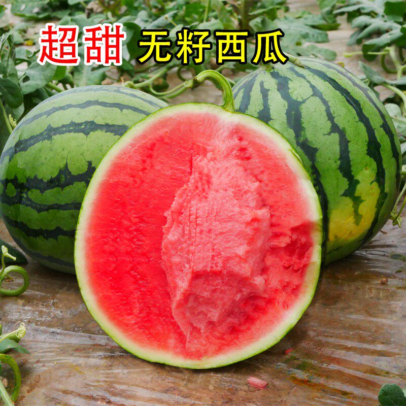 无籽西瓜种子红皮红肉特大西瓜种籽春季春播蔬菜水果种孑南方