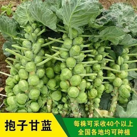 抱子甘蓝种子迷你小包菜种籽四季播盆