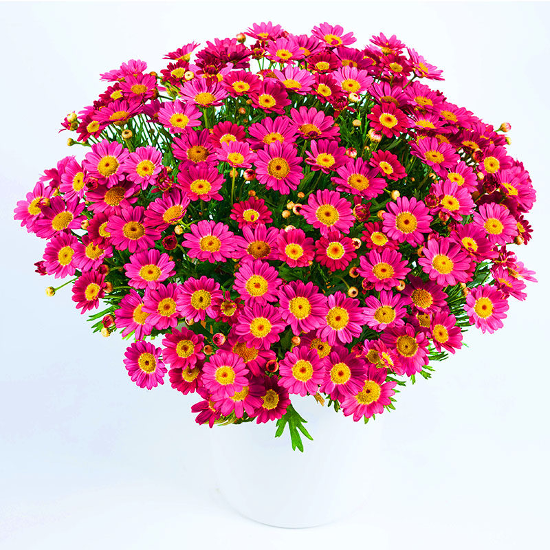 菊花盆栽 四季_糖果玛格丽特花苗种子籽苗四季开蓝色阳台庭院盆栽植物