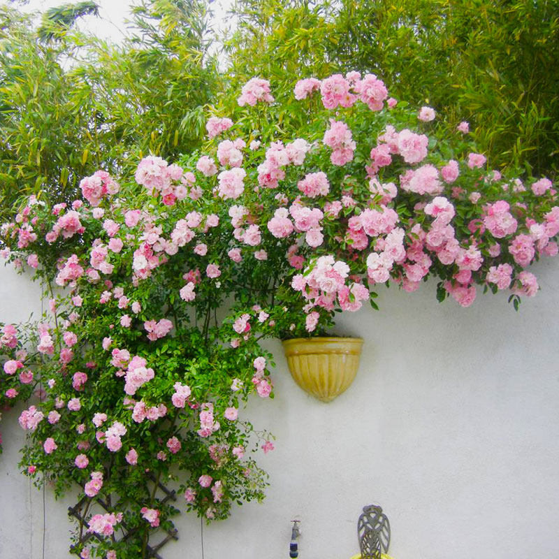 小鼹鼠园艺家 粉色木香花苗玫红木香爬藤蔷薇花多头开花庭院花园