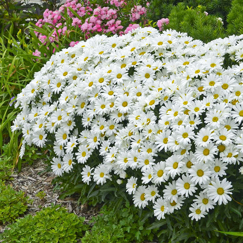 白菊花苗_阳台党新品矮生大滨菊花苗麦当娜白色雏菊花大花期长好养