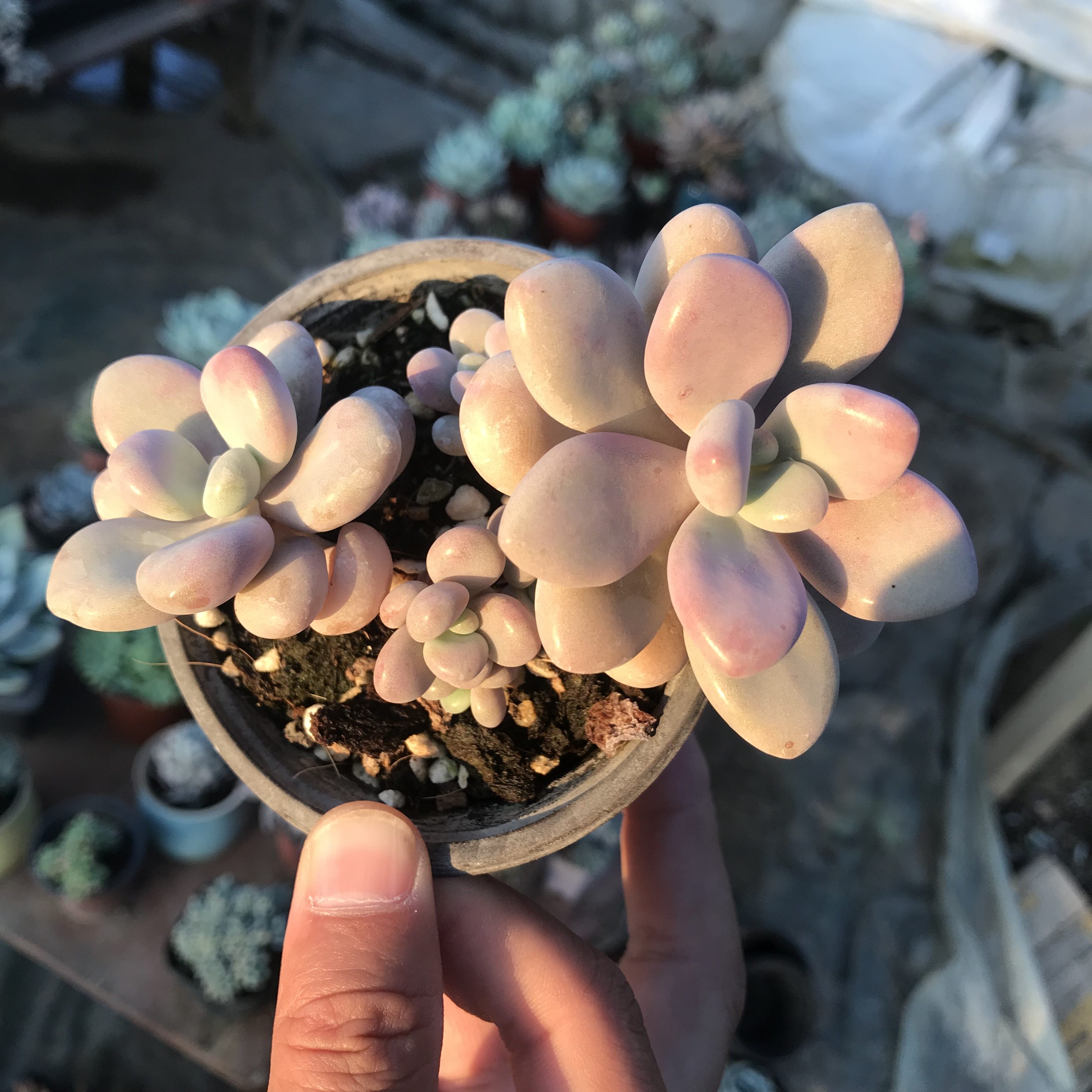 桃蛋老桩桃之卵