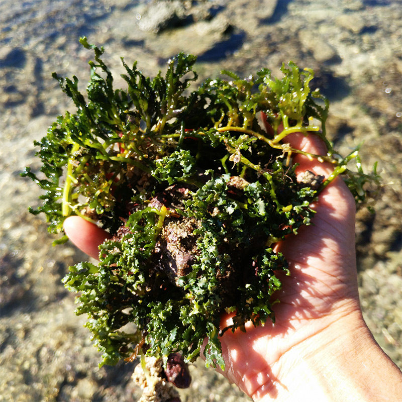 海水 海藻观赏活体 绿鹿角藻 有效去除no3 po4 生长稳定不易白化