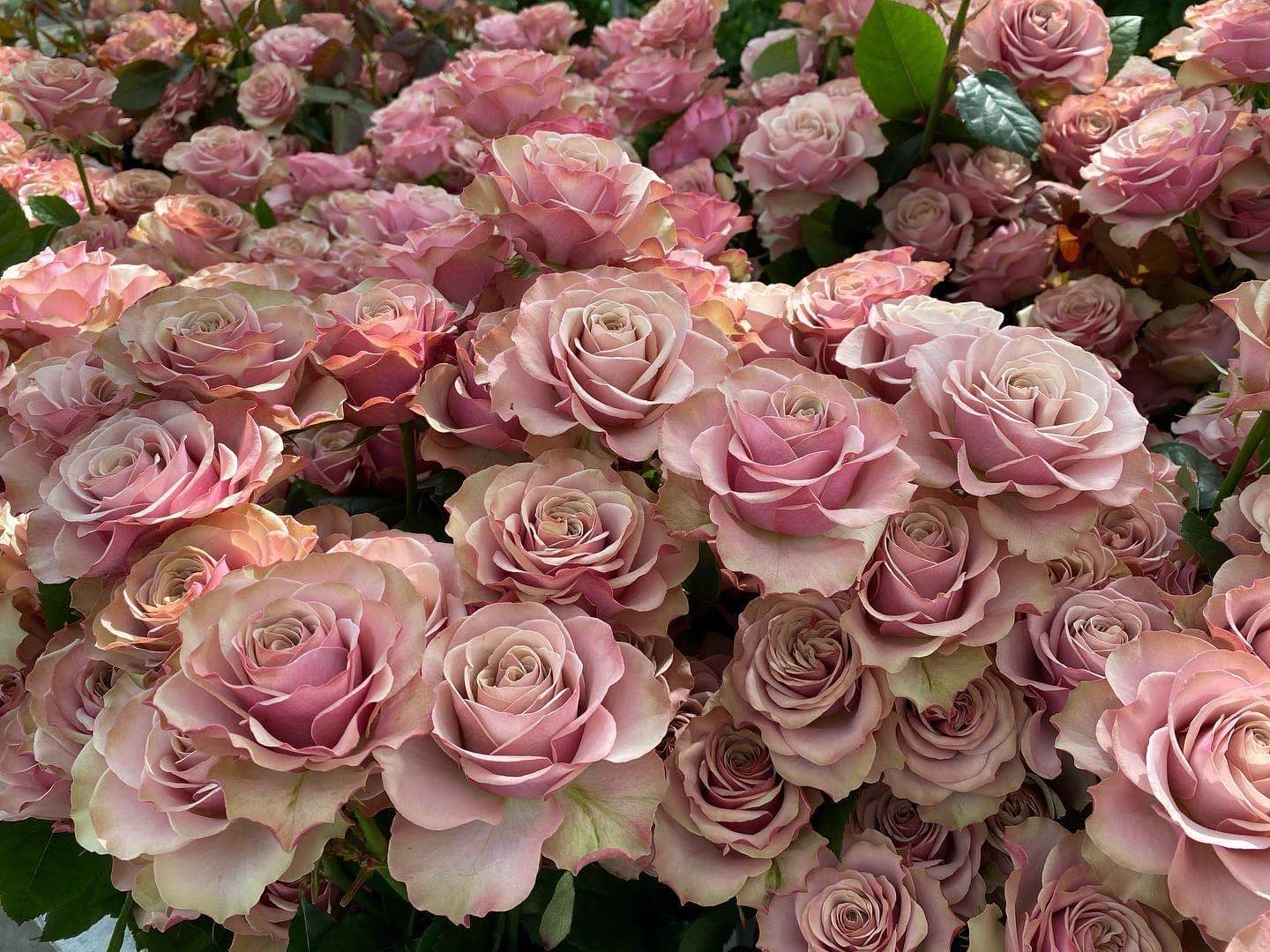 恩施园艺的优惠券大全—2021超新品【波旁大街 /波旁大道月季花】切花