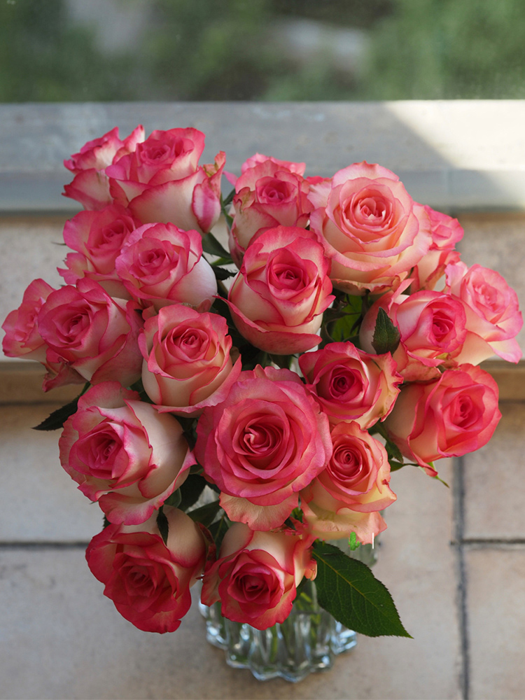 超新品艾莎朱米莉亚爱莎月季中大苗灌木切花粉红色多季开花