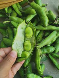 上海崇明本地蚕豆 青皮蚕豆嫩蚕豆农家露天种植新鲜蔬菜带壳发货