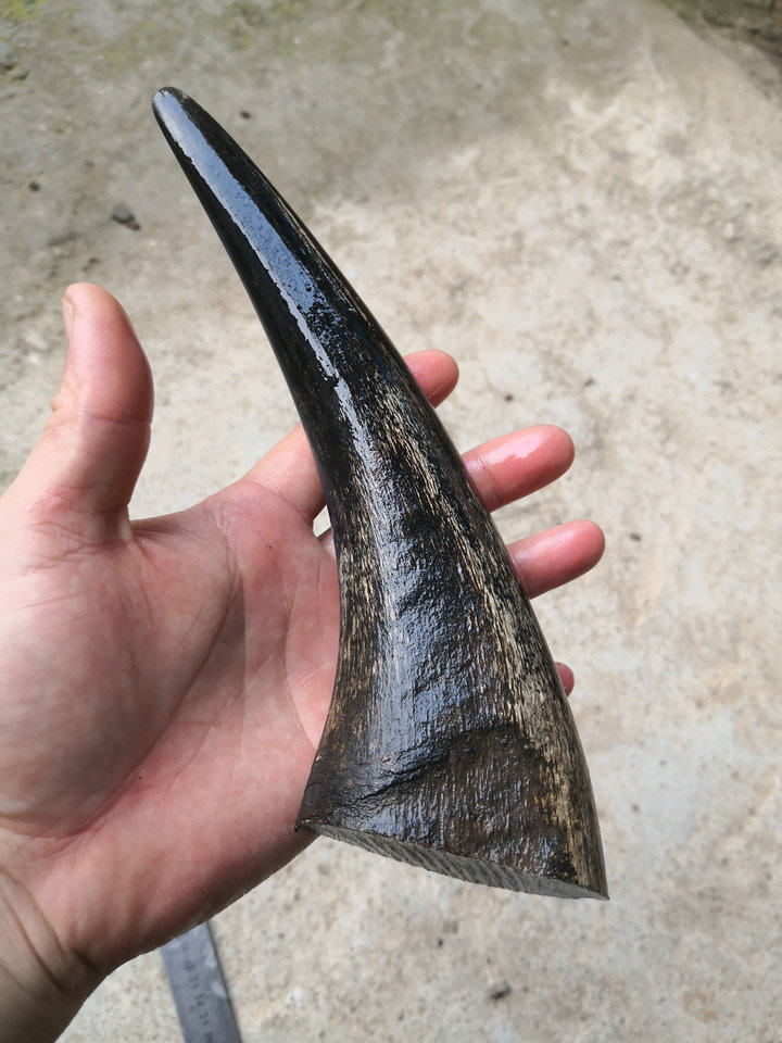 独角 像犀牛角的天然黑水牛角尖圣卦卜法卦 阴阳卦风水占卜料药用