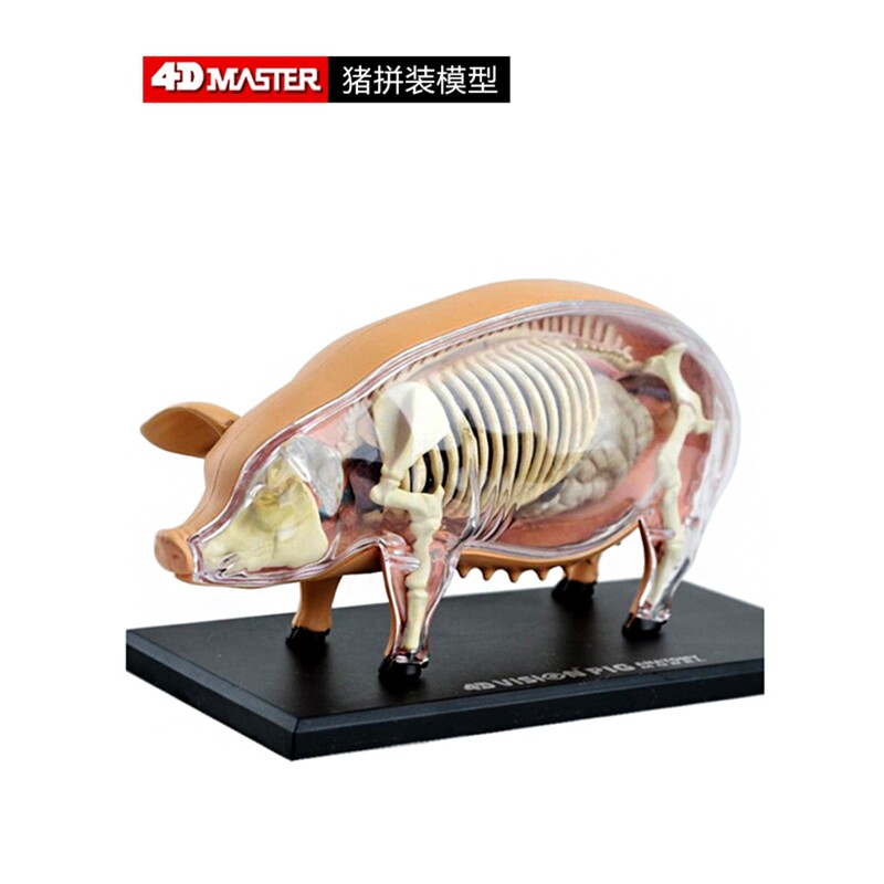 4dmastervision动物解剖模型猪模型母猪儿童益智玩具拼装玩具模型