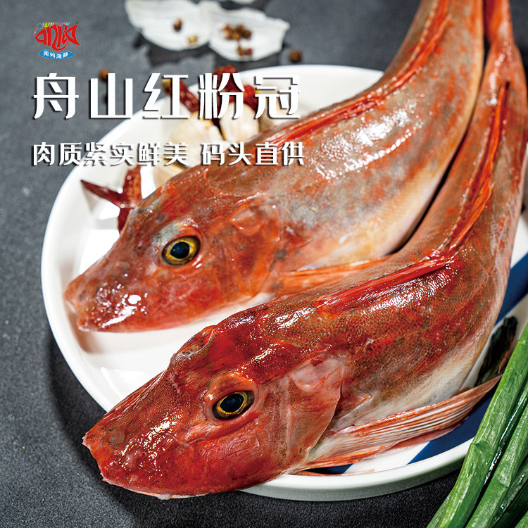 闹妈海鲜】舟山新鲜红粉冠红头鱼也叫红娘鱼1斤1-2条左右