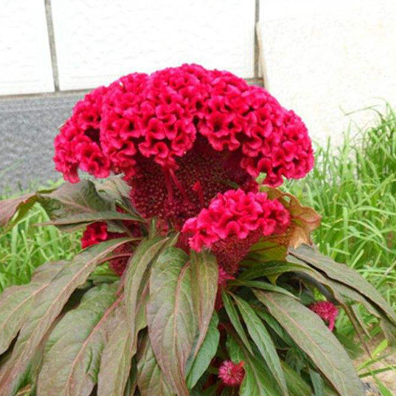 巨型头状鸡冠花种子 春季秋季播易种室内阳台盆栽花卉籽 一袋40粒