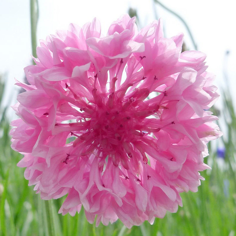 粉矢车菊种子 花草 易种 室外室外室内阳台盆栽花卉花籽 一袋50粒