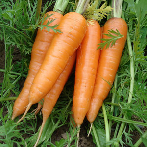 菜籽种子蔬菜秋季图片