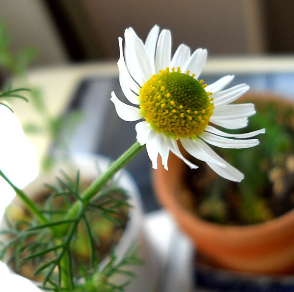 【台湾洋甘菊种子】花种子 非常适合泡茶 利消化助睡眠 香草种子在类目 鲜花速递/花卉仿真/绿植园艺, 花卉/蔬果/草坪种子(新), 家庭园艺种子中 - 来自Buy2taobao.com提供专业的淘宝代购服务