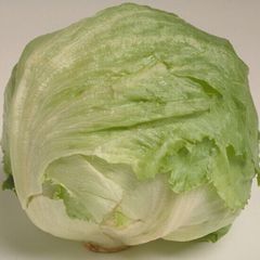 福茹特新鲜蔬菜西生菜 球生菜 圆生菜沙拉生菜500克满额包邮顺丰