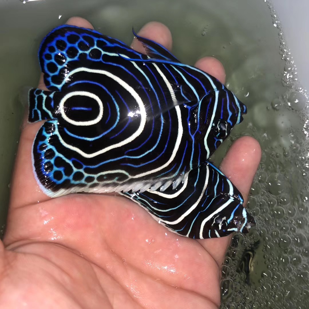 蓝圈皇后幼体幼鱼篮圈大型神仙鱼瞰海海水生物海缸珊瑚鱼咸水鱼
