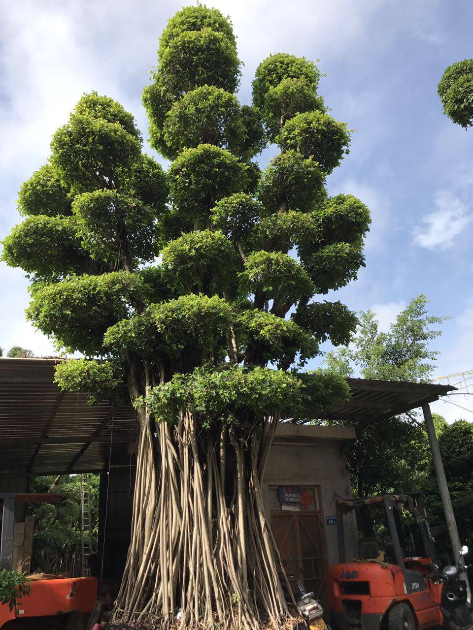 榕树桑科榕属 乔木类植物 大型景点植物苗木盆栽 沙漠馆展览