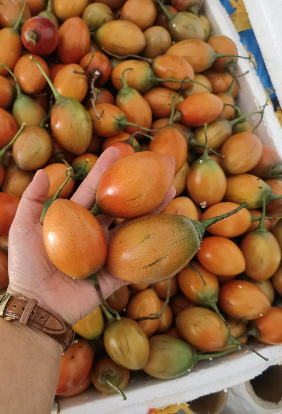 云南大树蕃茄洋酸茄鸡蛋果应季蔬菜新鲜菜野菜火锅底料凉拌特大果