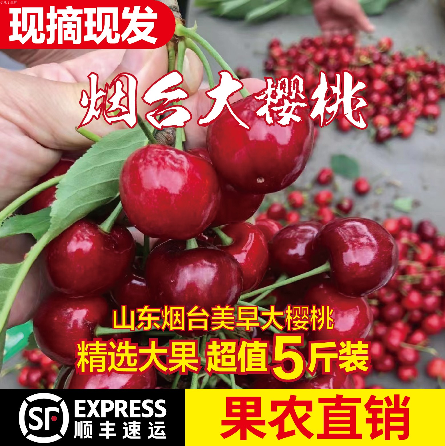 美早大樱桃山东烟台同城5月车厘子生鲜果农直销现摘现发顺丰5斤装