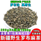 【尉犁直发1000g】新疆特产野生罗布麻茶新芽养生茶茶叶产地直发