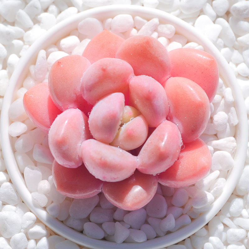 白鹭多肉植物超大颗好养稀有品种室内组合小盆栽治家森活多肉老桩